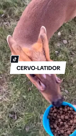 #animaisnotiktok #curiosidades #bichos #biologia #curiosidadeanimal 