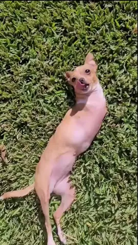 This dog has two front legs amputated but it's still cute #dog #dogsoftiktok