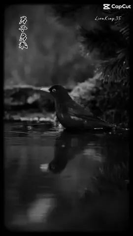 姑娘在远方#姑娘在远方 #conuongnoiphuongxa #douyin #抖音 #nhactrungquoc #nhactrung #nhactrungquocmoingay #nhactrungquoctamtrang #nhactrungquocthinhhanh #hoctiengtrung #hoctiengtrungmoingay🌸 #mucsicchil #nhacnaychillphet #capcut #caption_837 #xuhuong #fyp #tiktok 