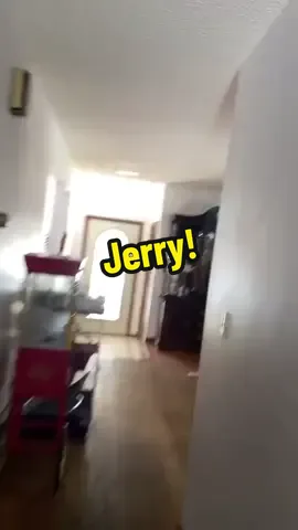 JERRY!! #greatlondini #parentsoftiktok #MomsofTikTok #animals #Love #funny #Milton #stopbullying This duck breaks things. 
