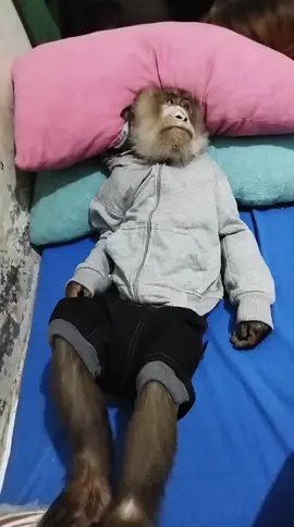 monyet galau #sadvibes #monyetgalau #monyetlucu 