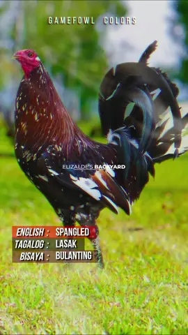 Episode 1: Gamefowl Feather Colors 🐓 | Kulay ng Manok Panabong sa iba't ibang lugar
 
 English: Spangled 
 Tagalog: Lasak 
 Bisaya: Bulanting 
 
 #spangled #lasak #bulanting #gamefowlcolors #gamefowl #spangledgamefowl #spangledrooster #spangledchicken #lasaknamanok #bulantingnamanok #kulayngmanok #manokpanabong #rooster #chickenfeathers #beautifulchicken #chickenfeathercolors #elizaldesbackyard #gamefowlcolors #roosterfeathercolors #gamefowlfeathercolors #offcolorgamefowl #fypシ゚viral #fypage #fypシ #fyp


