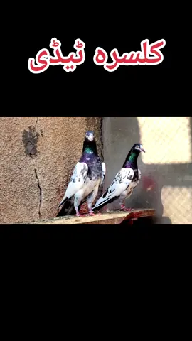Kalsira Teddy #kabootar #pigeon #chsakhimuhammadbhatti 