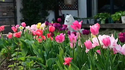 Khi chúng ta biết thế nào là đủ, biết hài lòng với những gì mình đang có, tự khắc chúng ta sẽ chạm mặt hạnh phúc thôi.. #xuhuong #fypシ #flowers #nhacchill #peace #fypシ #viral #tulips 