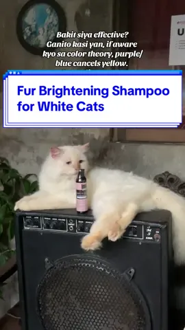 Fur Brightening Shampoo for White Cats and Dogs #yellowbasket #fyp #cats #dogs #catsph #pusa #himalayan #himalayancat #purpleshampoo #blonde #catshampoo #petessentials 