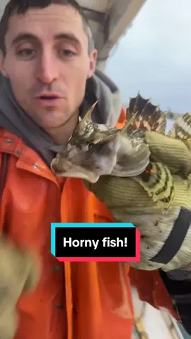 Wicked horny fish bud #maine #lobster #fishing #ocean #interesting #fy #LobsterTok #educate #DidYouKnow #coolcatch #