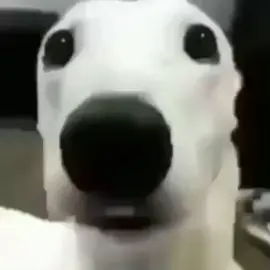 จนปัญญาจะคิด มีแต่มีม #มีมไทย #หมาปากสั่น #fypシ 