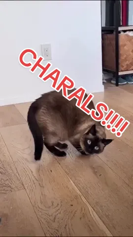 Replying to @Fartled 2023 POEM: I LOV YEAR I LOVE MAN SWEET MAN WHO HELP NAYBORHOOD, VERY HANSOM I LOV ,,:: lmoa #CHARALS #bagagwa #happyholidays #CHRISTMAS #feliznavidad #new #novemberdump #kathniel #catsoftiktok 
