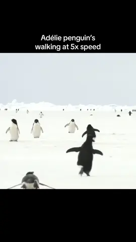 My sense of fucking humour is broken 💀😭 - - - - #adéliepenguin #penguin #penguins #adeliepenguin #adeliepenguins #cursedmeme #cursedmemes #animals 