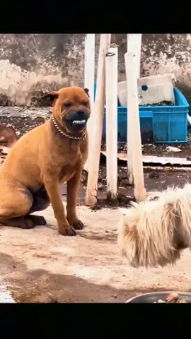 Funny animals Part 23 😂😂#funny #animals #funnyanimals #videos #animal #dog #cat #pet 