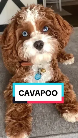 Meet the Cavapoo, the cutest dog in the world 🌟🐶 | An adorable mix of Spaniel and Poodle | Small, curly, affectionate, intelligent | #Cavapoo #HeartStealer #FamilyDog