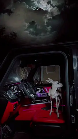 #شيلات #شيلات_روعه_خواطر_ذوق #اكسبلوررررر #ترند #شيله #لايك #فايز_العتيبي 