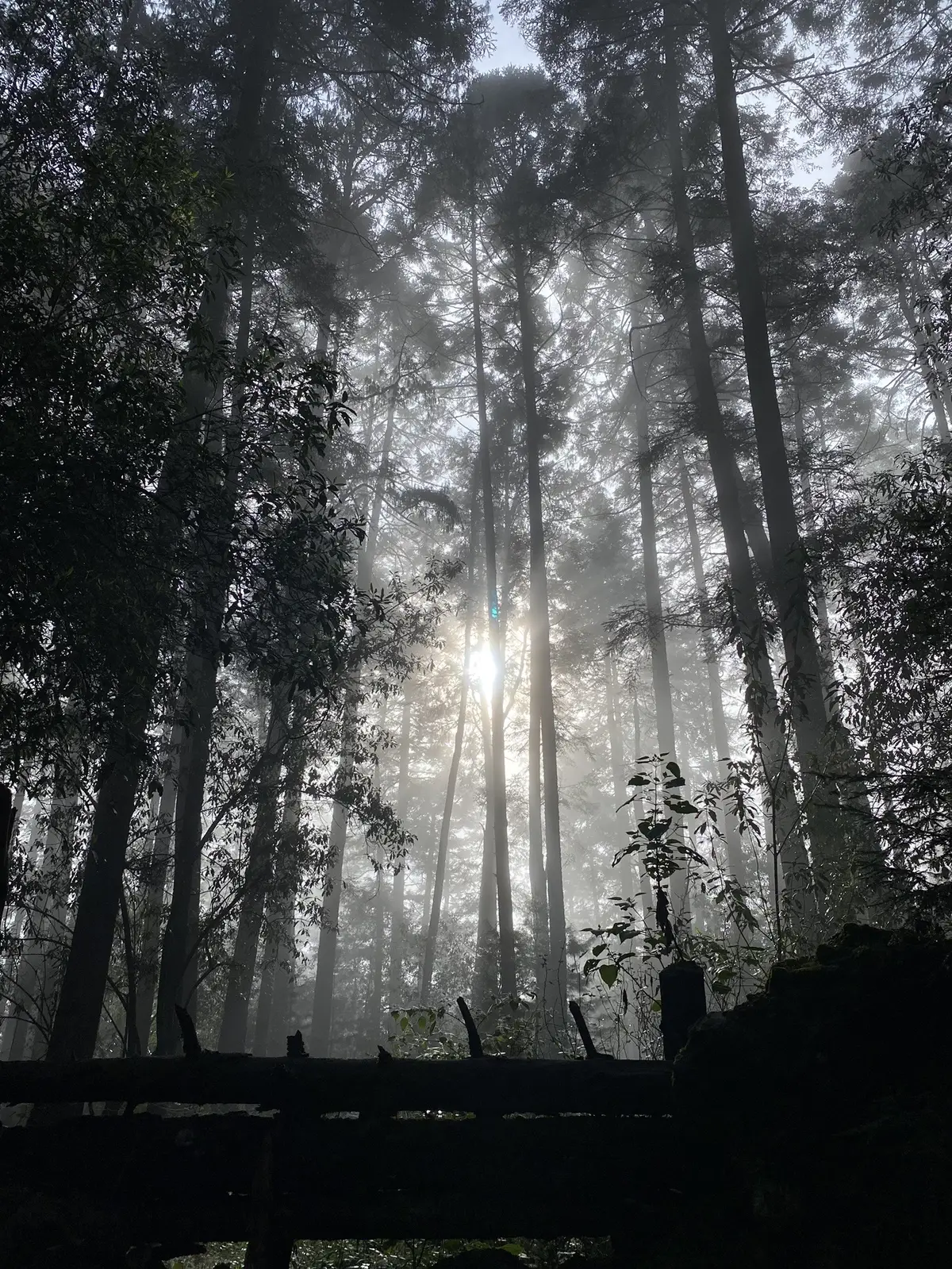 Cuando el sol y la niebla se juntan 🌲⛅️