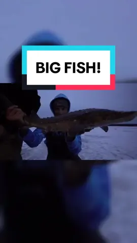 UNEXPECTED BIG Fish through the Ice 😳🎣 #fyp #foryou #fishing #fishtok #fisherman #icefishing #bigfish #Outdoors #fishinglife #fishcontent #fishinglures #fishingdaily #winterfishing #giantfish #fish #fishingtiktoks #sturgeon 