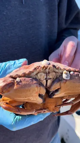 What Do We got Here David?! Barnacle Chronicles Nice’n Slow #friendliestcatch #crab #asmr 