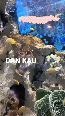 #foryoupage #galauvibes #gamonvibes #aquarium #ramaikan #mootsig? #bernafastanpamu #fyp 
