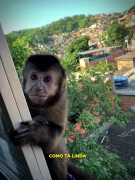 Essa vida e louca e nois e mas ainda 🐒 #story #status #reels #explore #fyp 