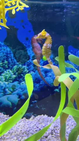 this is us if an evil witch turned us into seahorses 🥺 #aquarium #seahorse 