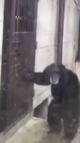 Chimpanzee shaking the door #viralvideo #dojacat #scary #meme #fyp #funnyvideos #chimpanzee 