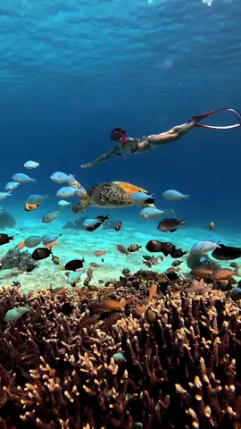 Discover the underwater world 🧜‍♀️🧜‍♀️ @GoPro  #discover #underwater #discovery #marinelife #marinesanctuary #pawikan #underwatertiktok #tiktokph #turtle #seacreatures #fyp #fypシ #fypシ゚viral #foryoupage #tiktokreels #deepblue #ocean #thalassophile #blue #corals #adventure #nature #outdooractivity #explore #scuba #freedive #freedivers #onebreath #apnea #bohol #cebu #cebuana #philippines #explorebohol #hobby #peace #serenity #MentalHealth #mentalhealthmatters #serene #livelife #motherofcats #furmom #oceanlover #paradise #aqua #aquamarine #badfish #mermaid #fun #life #vacation #summervibes #goviral #goviraltiktok #gopro #goproph #hero11 #serena 