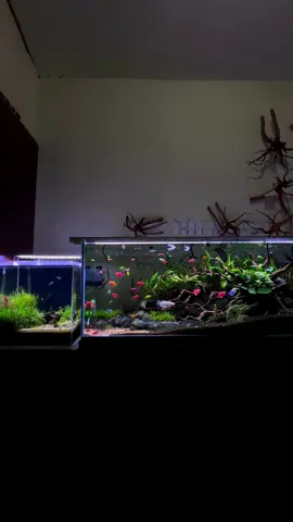 #CapCut #ikanhias #aquascape #akuariumaesthetic #aquariumikan #aquascapeindonesia #glowfish #aquariumhobby #aquariumaesthetic 