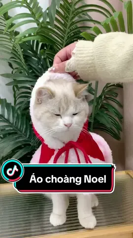 Áo noel cho chó mèo xinh quá nè #chomeodethuong #chamsocthucung #thucung #senvaboss #review 