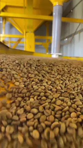 Quy trình chế biến cà phê chất lượng cao