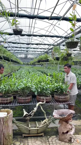 Đàn ông chơi cây là rất xứng đáng lấy làm chồng 😎😎😎