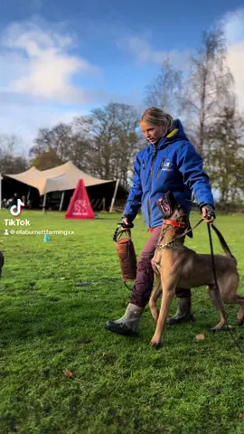 @MuzMuzTV #protectiondog #workingdog #countrylife #psa #malinois #bitework #malis #dairyfarmer 