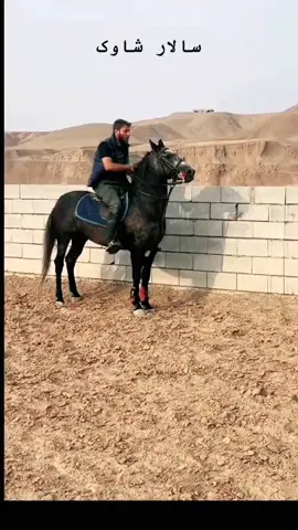 سالار شاوگ#ماشاءالله #لە #ئەسپ_سوارەکانی_کوردستان #ئێران #کۆیە #سلێمانی #ئەسپی_کوردی #ئەسپی_ڕەسەن #ئەسپی_عربى #foryou #fyp 