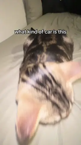 car model? #catsoftiktok 
