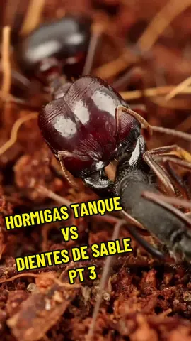Hormigas tanque vs hormigas dientes de sable pt 3 #anthouse #berserker #fyp #viral #hormigas #insectos #curiosidades #vs #hormiguero 