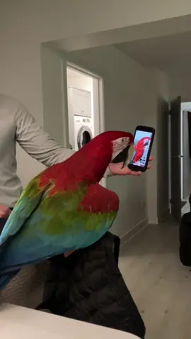 She loves watching herself fly  #itsallaboutme #vermelh #wow #freeflying #happy #adorable #soexcited #funnyanimemoments #mirror #macaw #freeflightedparrot #lookatme #hello 