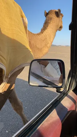 #العشوا🤍 #متعبات #ابن_كفل #العطاوي #الروقي #عتيبه_الهيلا #اكسبلورexplore #قووووووووويه #الشعب_الصيني_ماله_حل #جاك_بوشً_دبرته_عند_وباله✅ 