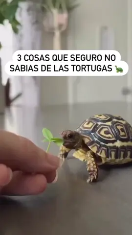 ¡Deja tu me gusta si te gustó y Siguenos para mas!🐢 #tortuga #tortugadetierra #reptiles 