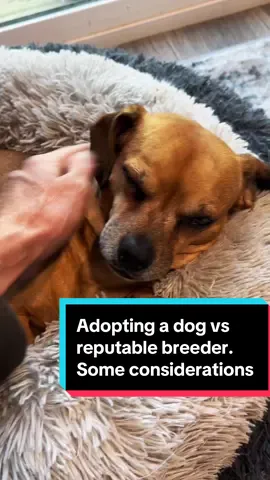Replying to @William1967 #dogbreeding #dogbreeder #vet #dogadoption #narrowayhomestead #homesteadtoktok #offgridlife #theoneandonlyminion #aslandog 