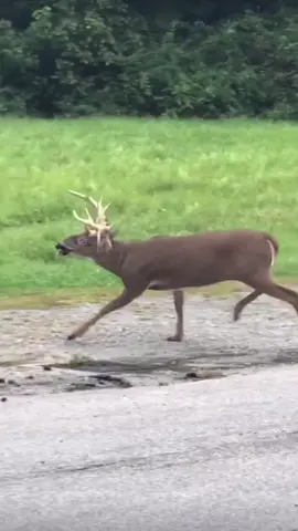 Deer with Chronic Waste Disease (CWD) also know as The Zombie Deer Disease #sad #animals #disease 