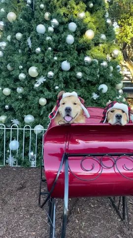 Two types of people during the holidays #puppy #goldenretriever 