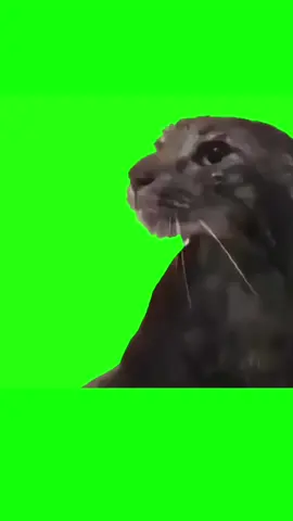 cat taking a shower template #CapCut #capcuttemplate #CapCut #catmeme #funnymeme #catsofinsta 