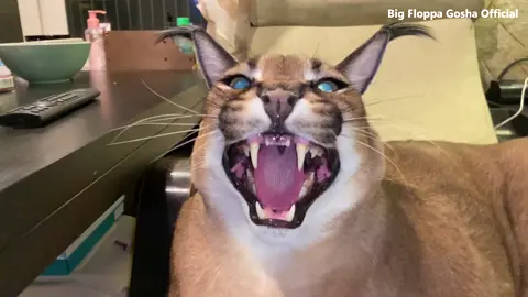 Gosha's Hissing #bigfloppa #floppa #caracal #karakal #каракал #bigcat #catoftiktok #カラカル #狞猫 #카라칼