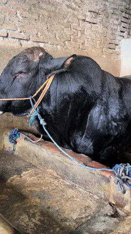 Mandi besar  #brahmanireng  #peternakmuda  #peternaksapiindonesia  #peternakan  #sapi  #sapijumbo 