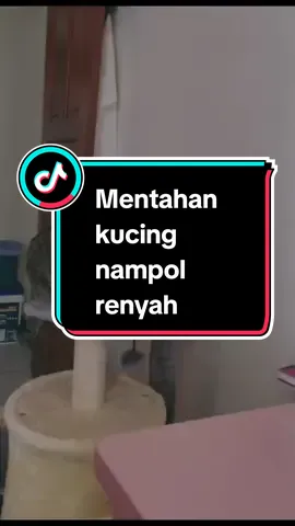 Nih kak yang kemarin minta mentahan kucing nampol renyah. Klo boleh pinjam dulu sratus biar postingan bisa berjalan mulus..  #memecat #memekucing #kucingribut #kucingngambek #kucinglucu #komedirumahtangga #lucu_ngakak #jokowatmg 