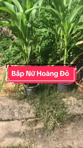 Bắp nữ hoàng đỏ trồng chậu vẫn tốt xanh mơn mỡn như trồng vườn luôn ạ ##bap##bapnuhoangdo##baptim##hatgiong##hatgiongrangdong##xuhuong