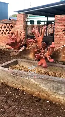 Cặp nhung hươu khủng nhất Việt Nam & mô hình chăn nuôi thu tiền tỷ mỗi năm cho bà con Hà Tĩnh#hatin #channuoi #lamgiau #nhunghuou 