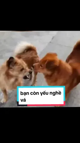 bạn còn yếu nghề vá nha #chóhàihước #giaitritiktok😉 #chócute #xuhuongtiktok #xuhuong #CÚN🙈 #cún #cúnconđángyêu 