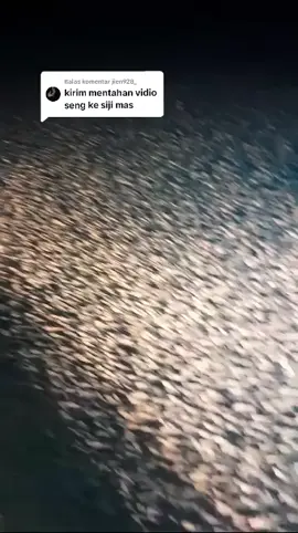 Membalas @jien928_ full bukur rego ajur #kapalpursesainejuwana #kapalpurseseine #nelayanindonesia #nelayanjuwanapati 