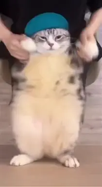 #fyp #memes #heyheyyouyouidontlikeyourgirlfriend #catdancingmeme #cat 