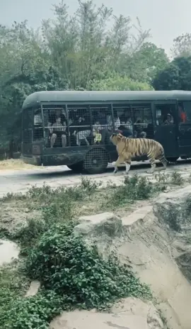 Kayaknya lezat 👆🏻😬#harimau #kebunbinatang #tamansafariindonesia #hewanlucu #tamansafari #makananhewan #alamsemesta #harimaumalaya #lucubanget #kejadiananeh #kebunrayabogor #fypage 