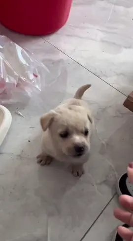 😂#可愛い犬 #fyp #cutedog #puppy 