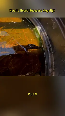 Part 3| How to Hoard Raccoons (legally)	#foryou #fyb #farm #animal 